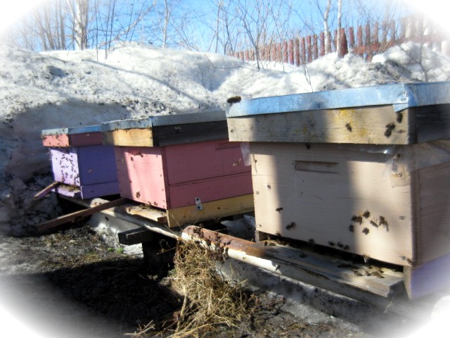 выставление пчёл