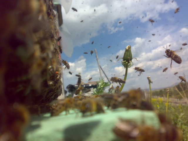 Сон на пчелах 3