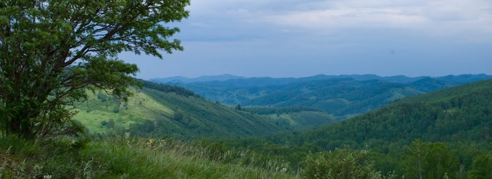 Пасека в горах алтая