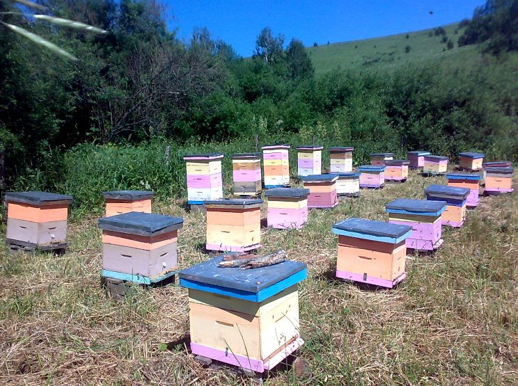 Купить пчел воронежская. Пасека Алтайский край горный. Пасека Щелкановых Алтайский край. Пасека Пчелка Элекмонар. Пасека «мед Пушкиногорья».