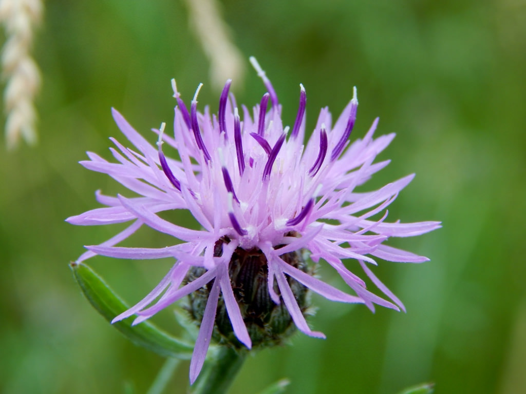 Василек черный. Василек садовый. Centaurea nigra. Centaurea nigra цветок. Василек семена.