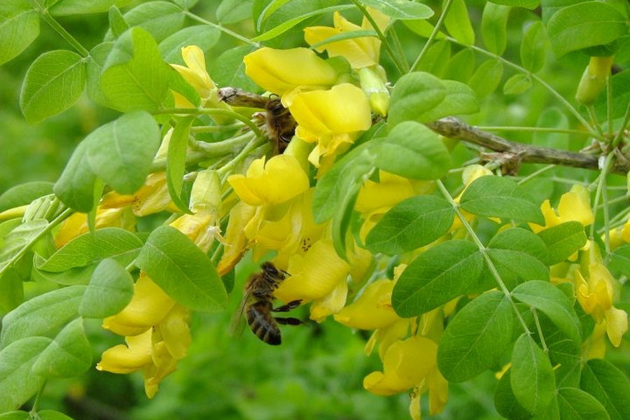 Алтайский мёд с акации жёлтой